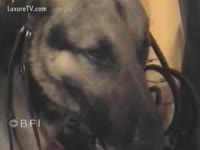 Filthy cheating wife masturbates whilst blowing her pet